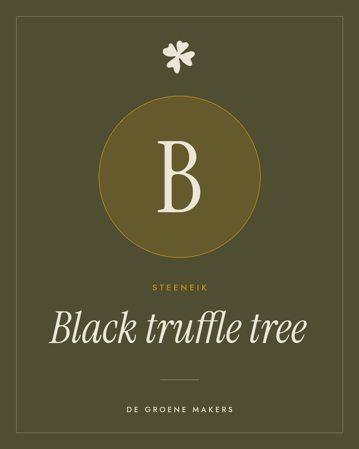 Steeneik ‘Black truffle tree’ - De Groene Makers