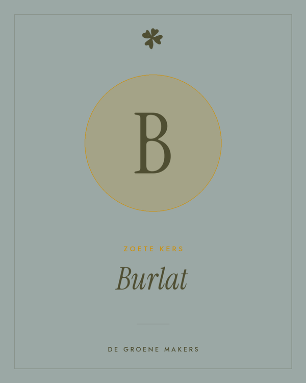 Zoete kers 'Burlat' – De Groene Makers