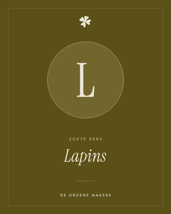 Zoete kers 'Lapins' – De Groene Makers