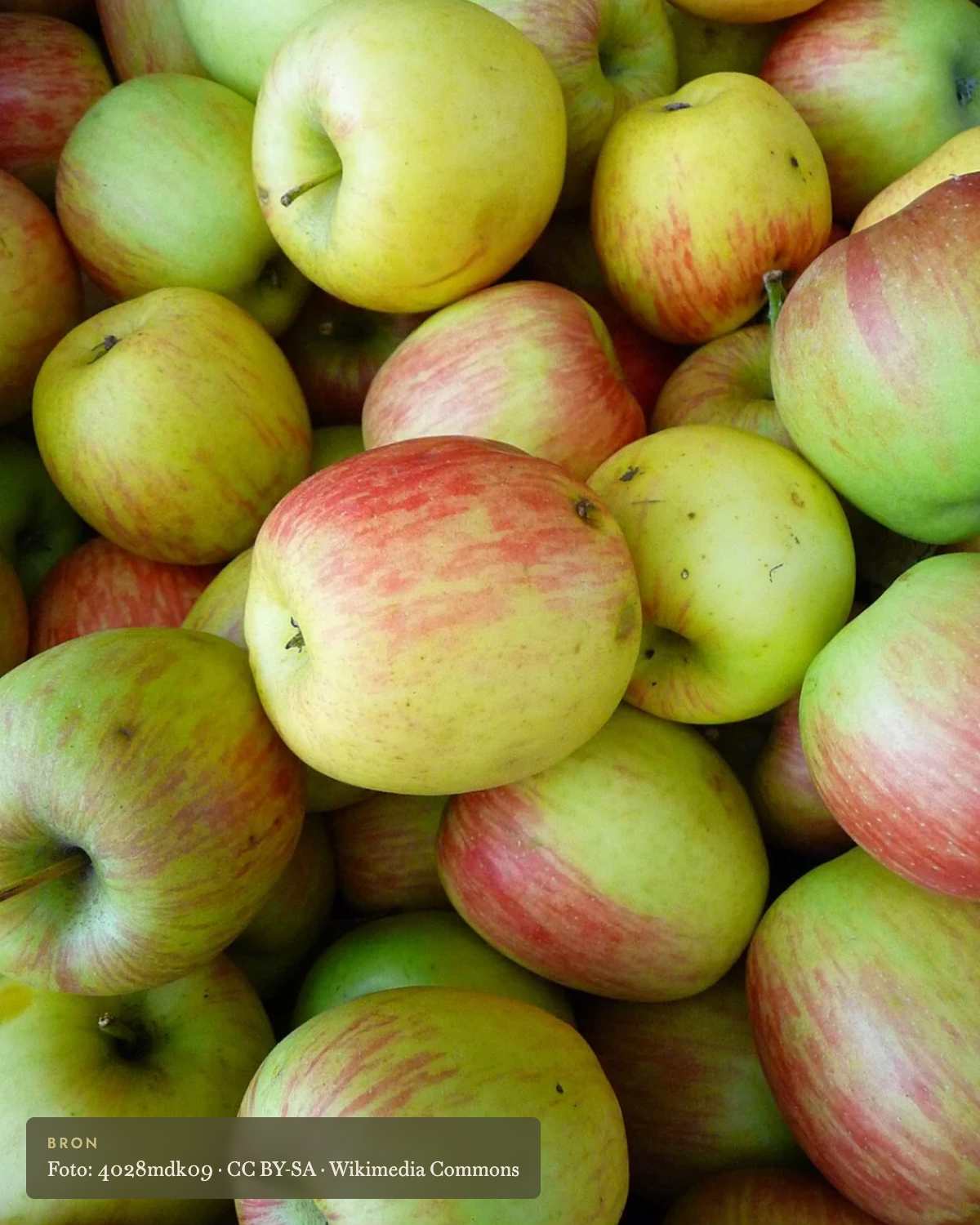 Appel 'Delcorf' - appelboom De Groene Makers
