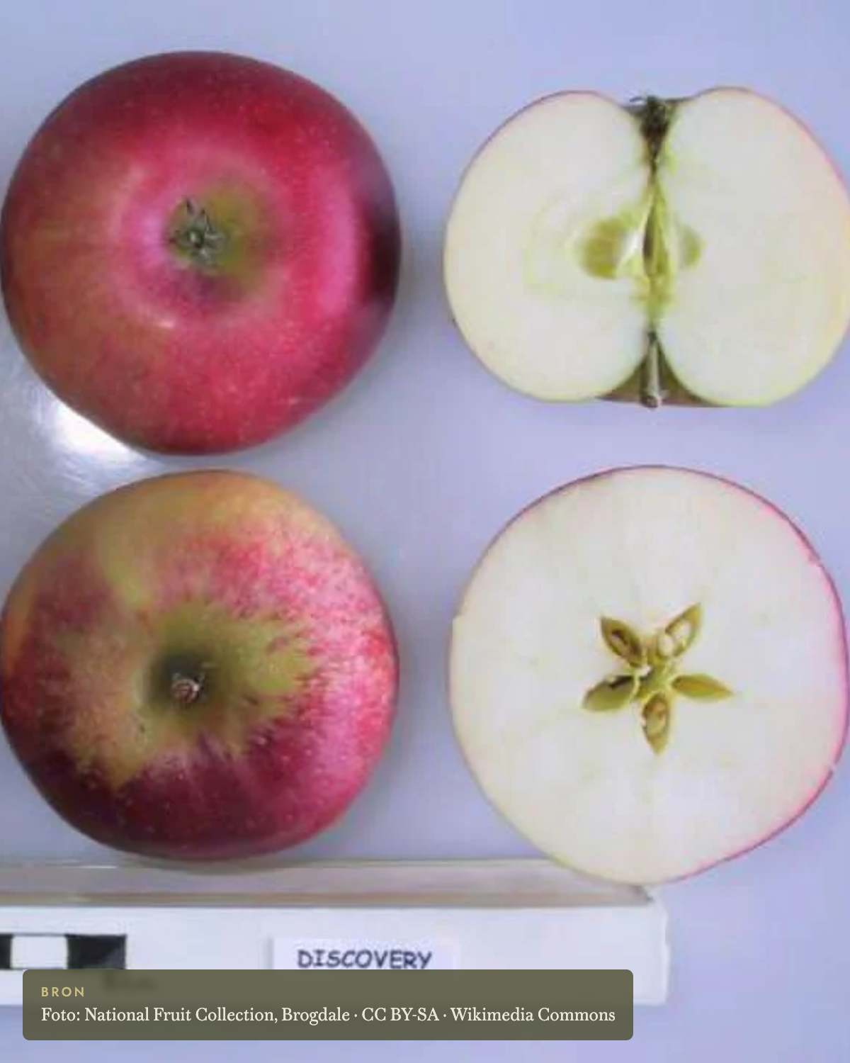 Appel 'Discovery' - appelboom De Groene Makers
