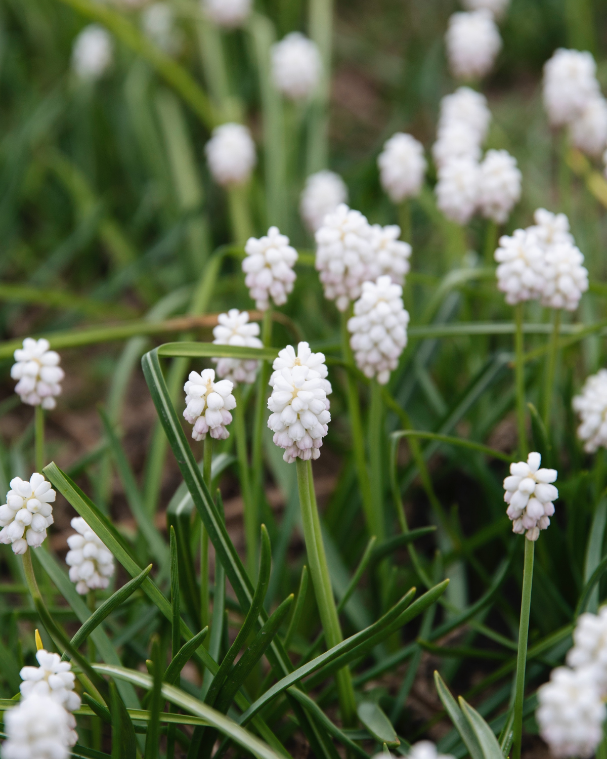Druifjes 'Album' (muscari armeniacum) BIO (15 stuks)