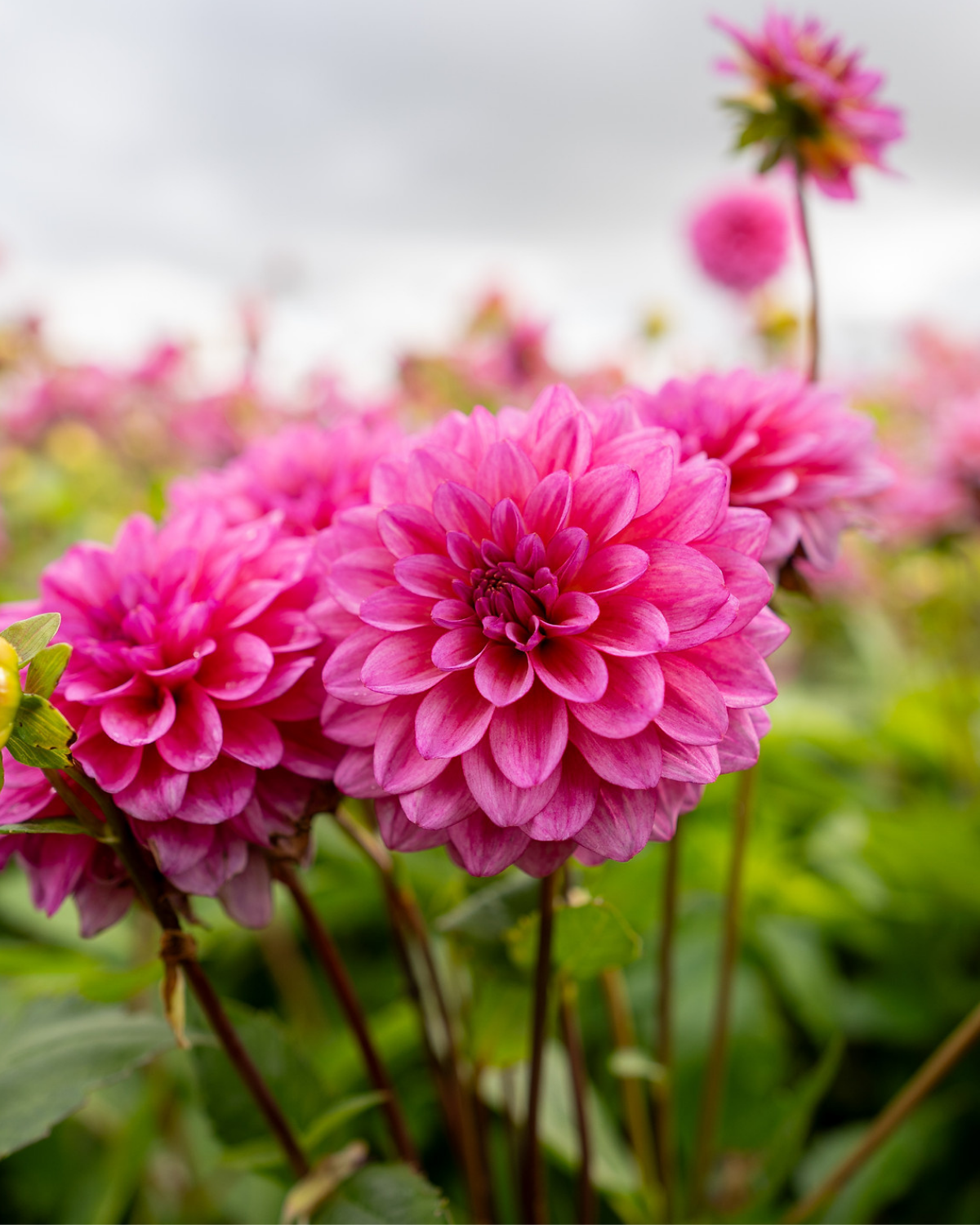 Dahlia ‘Dutch Silence’ BIO
