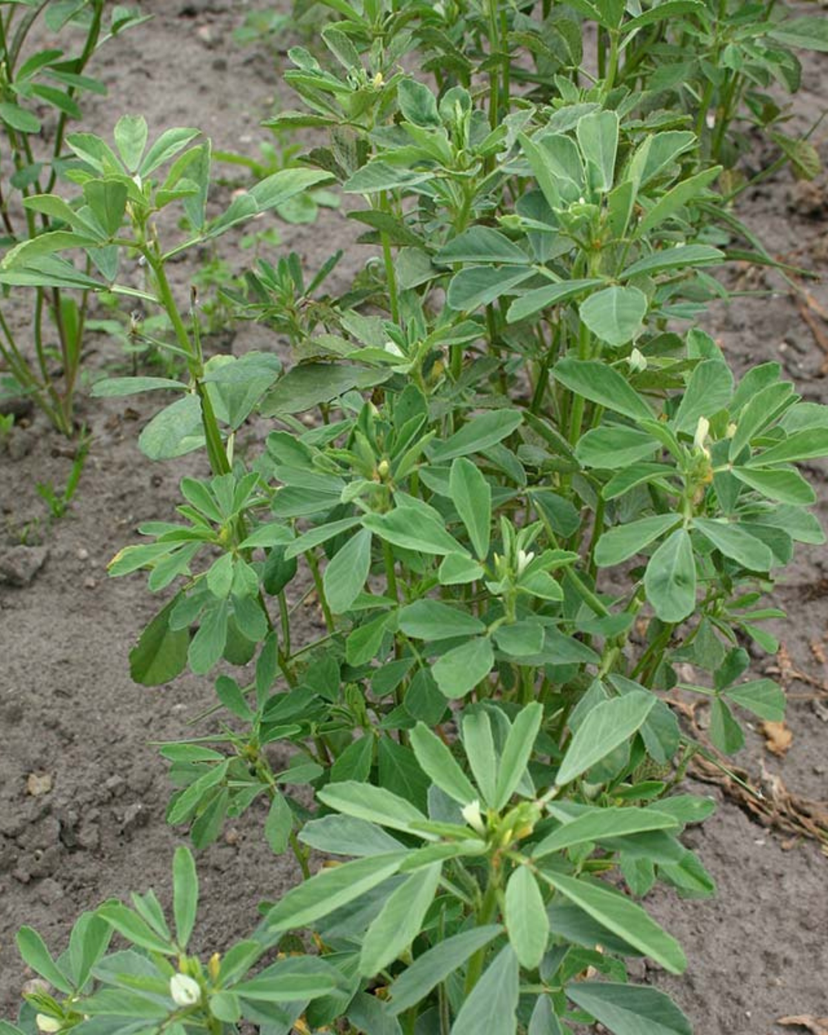 Fenegriek BIO