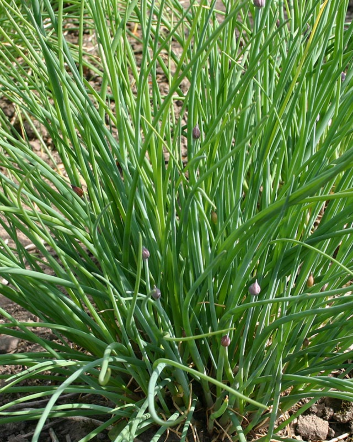 Fijne bieslook BIO