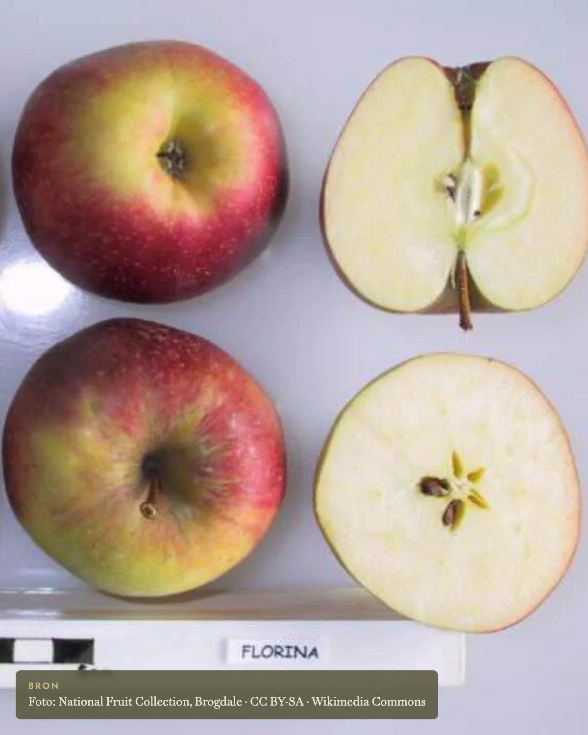 Appel 'Florina' - appelboom De Groene Makers