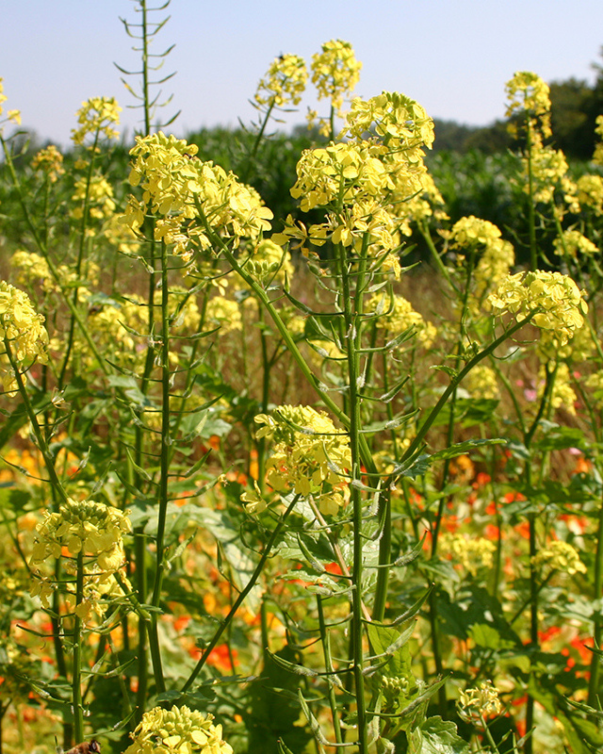 Gele mosterd BIO
