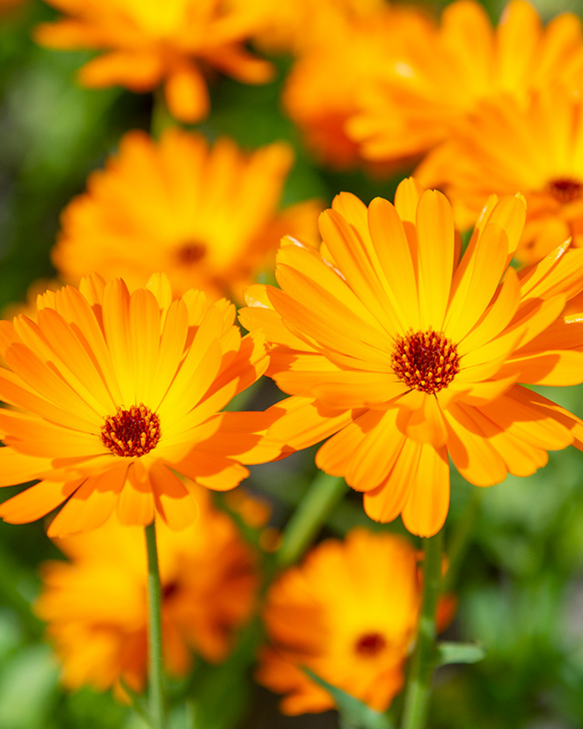 Goudsbloem BIO