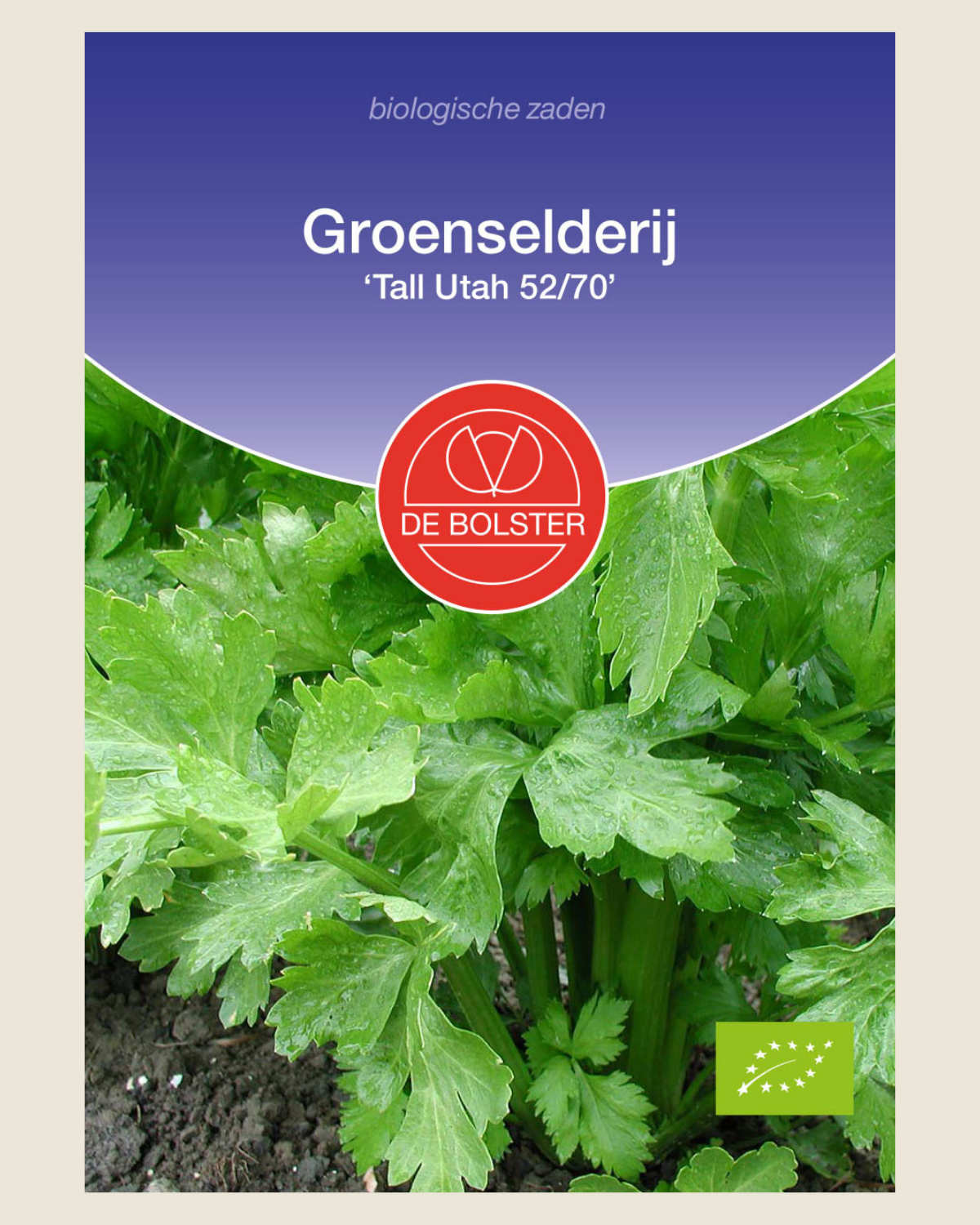 Groenselderij 'Tall Utah 52/70' BIO