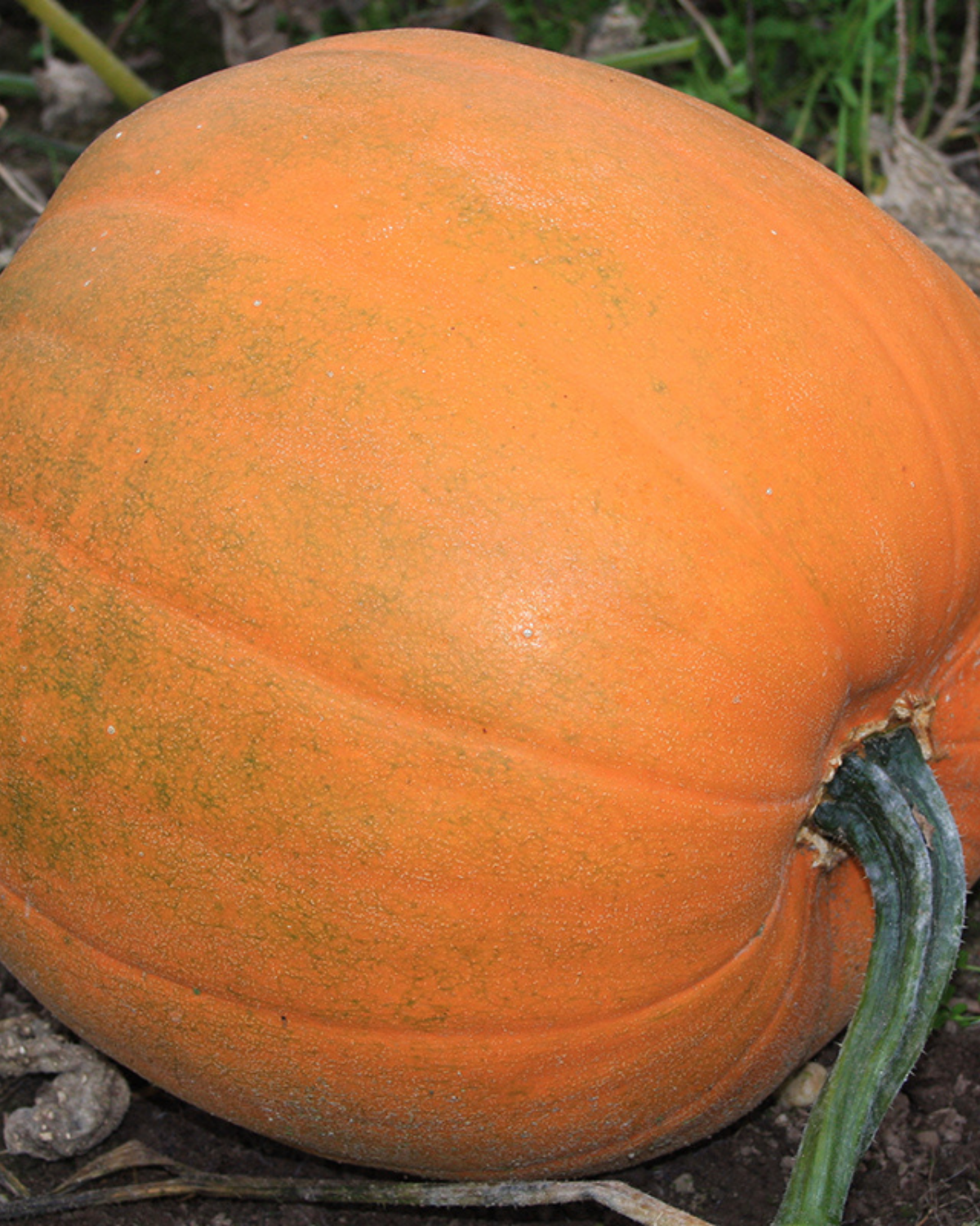 Halloweenpompoen 'Jack O’Lantern' BIO