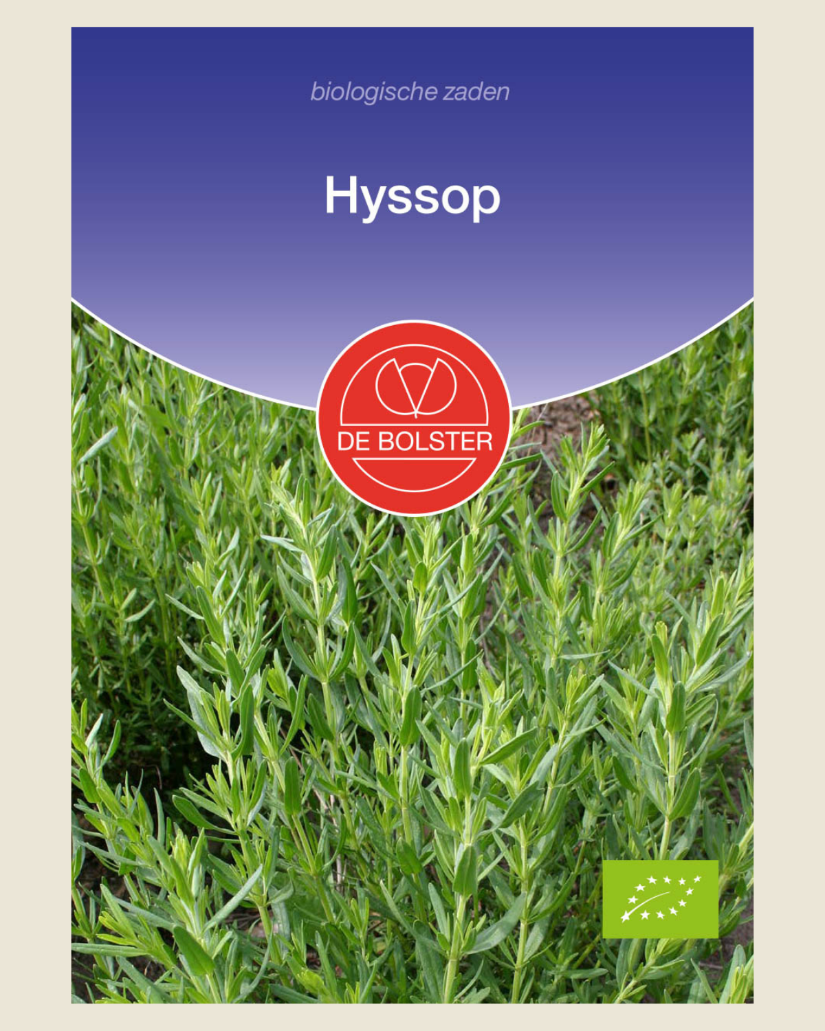 Hyssop