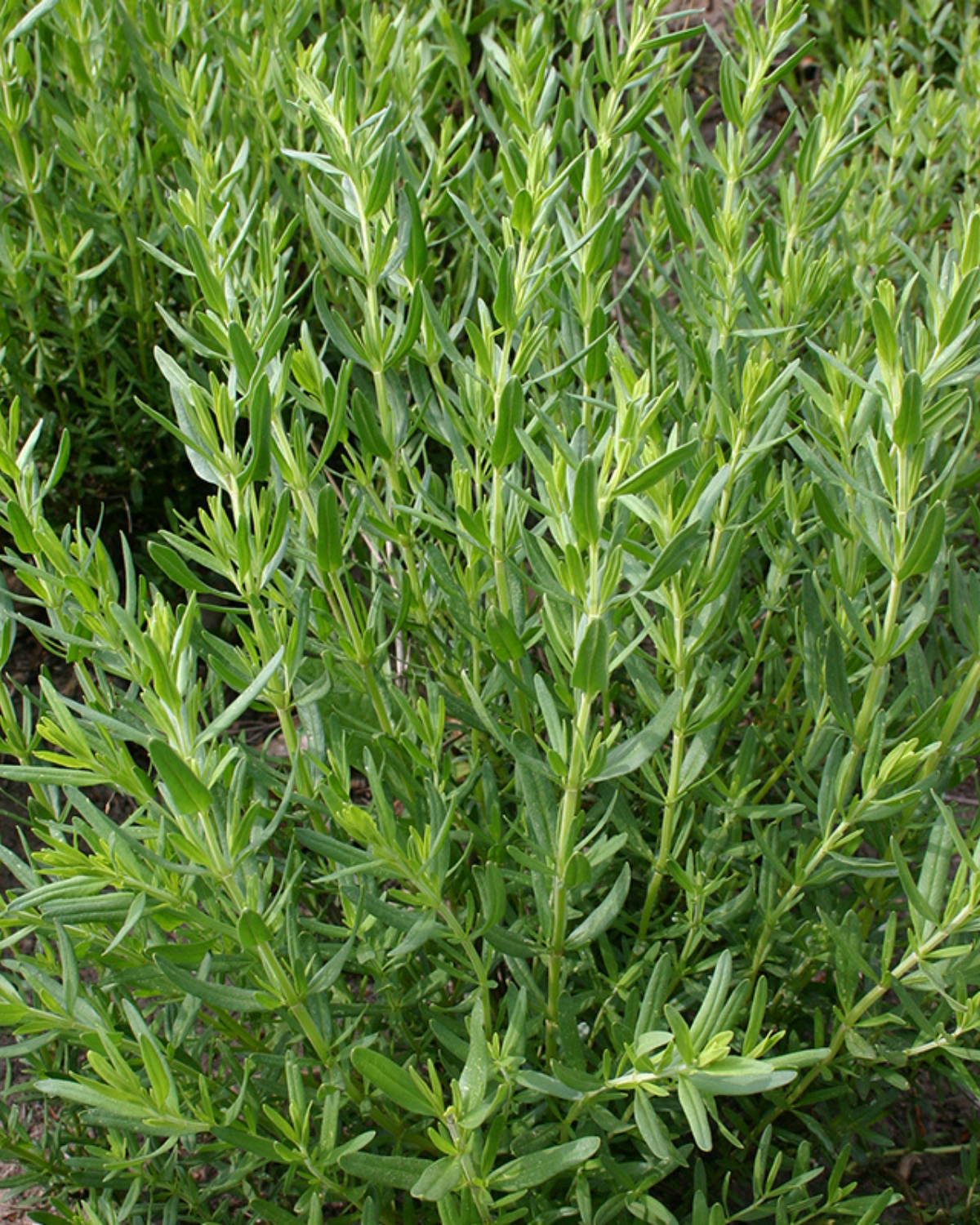 Hyssop BIO