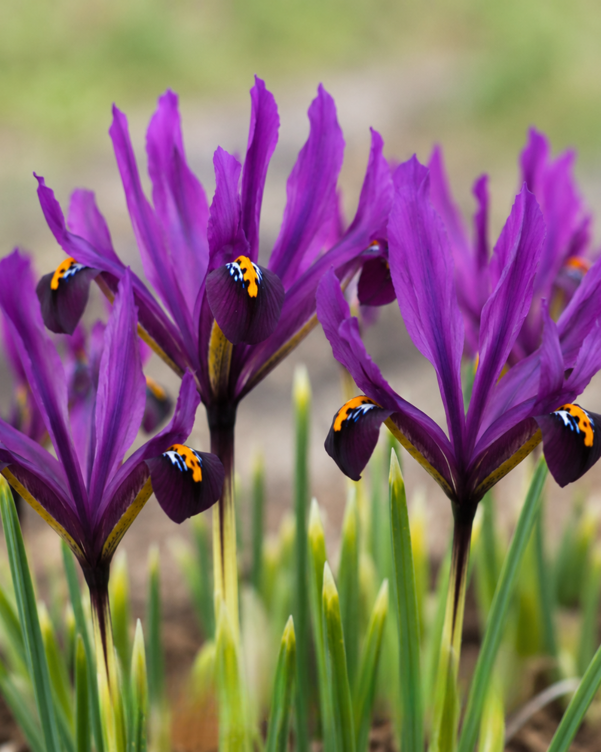 Iris 'J.S. Dijt' (dwergiris) BIO (15 stuks)