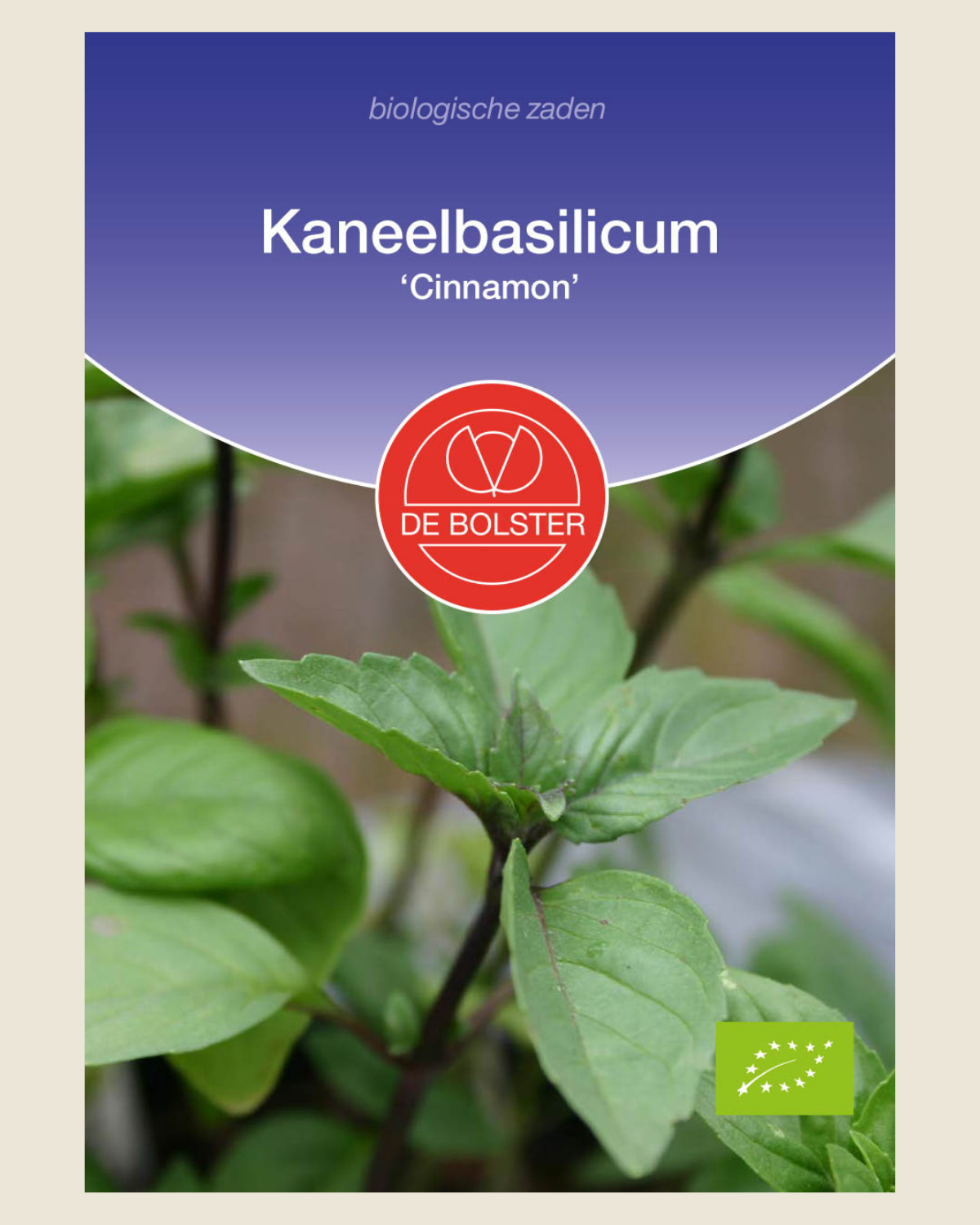 Kaneelbasilicum 'Cinnamon'