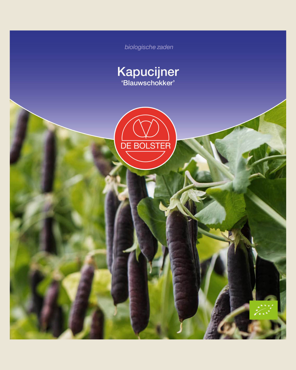 Kapucijner 'Blauwschokker' BIO