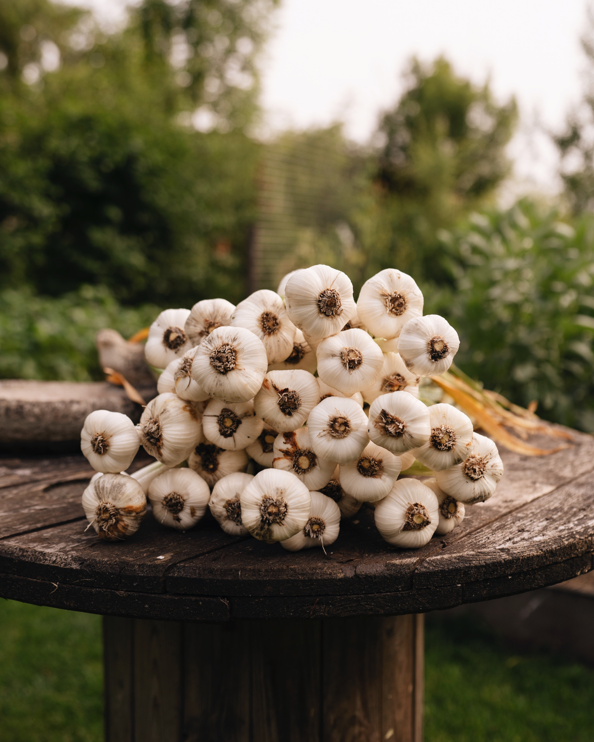 Plantknoflook 'Sabagold' BIO (3 bollen)