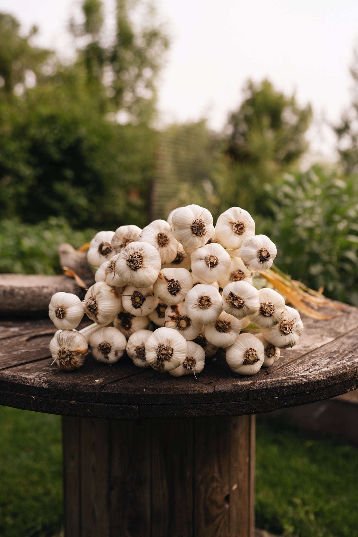 Geoogste knoflookbollen uit de moestuin