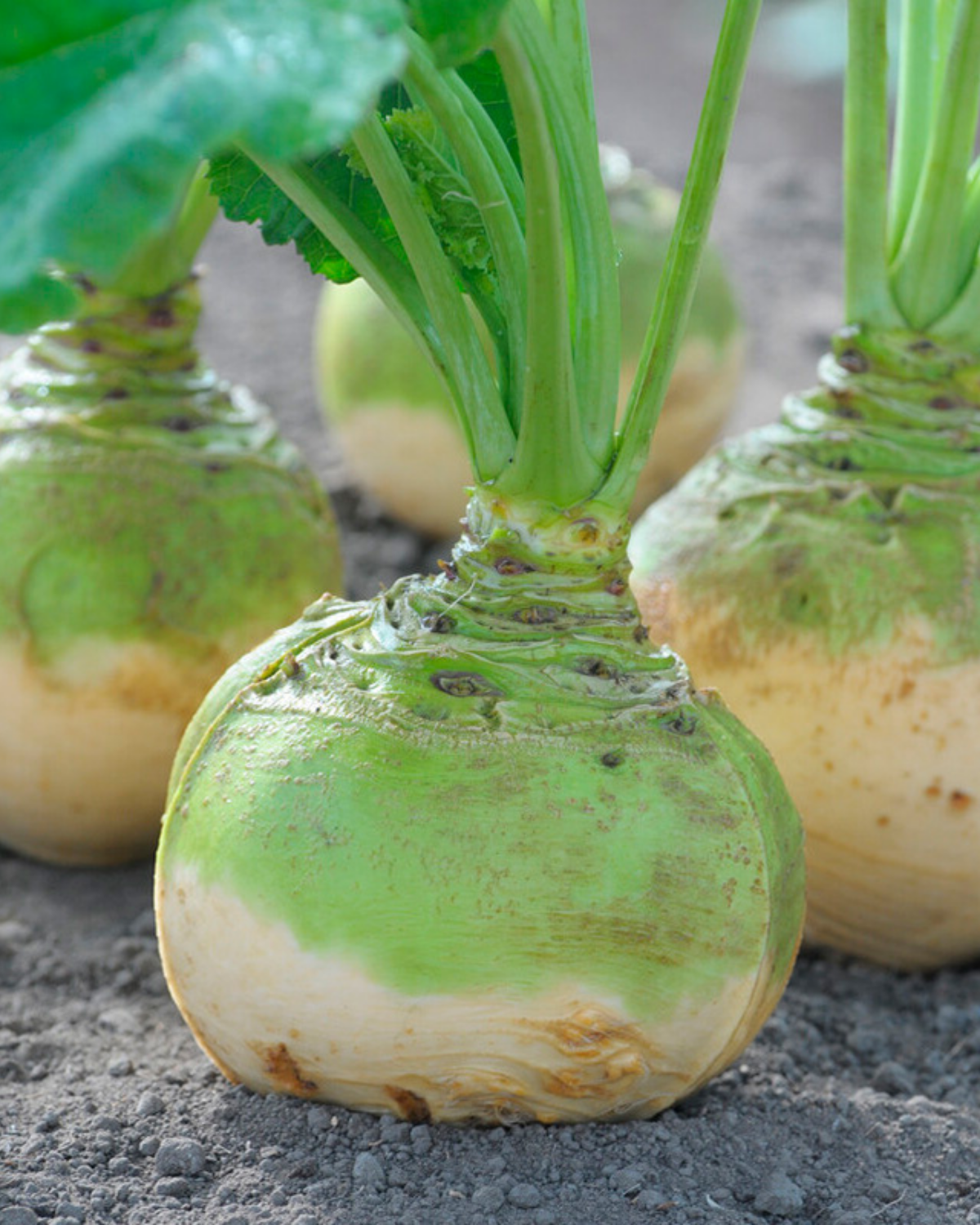Koolraap 'Wilhelmsburger' BIO