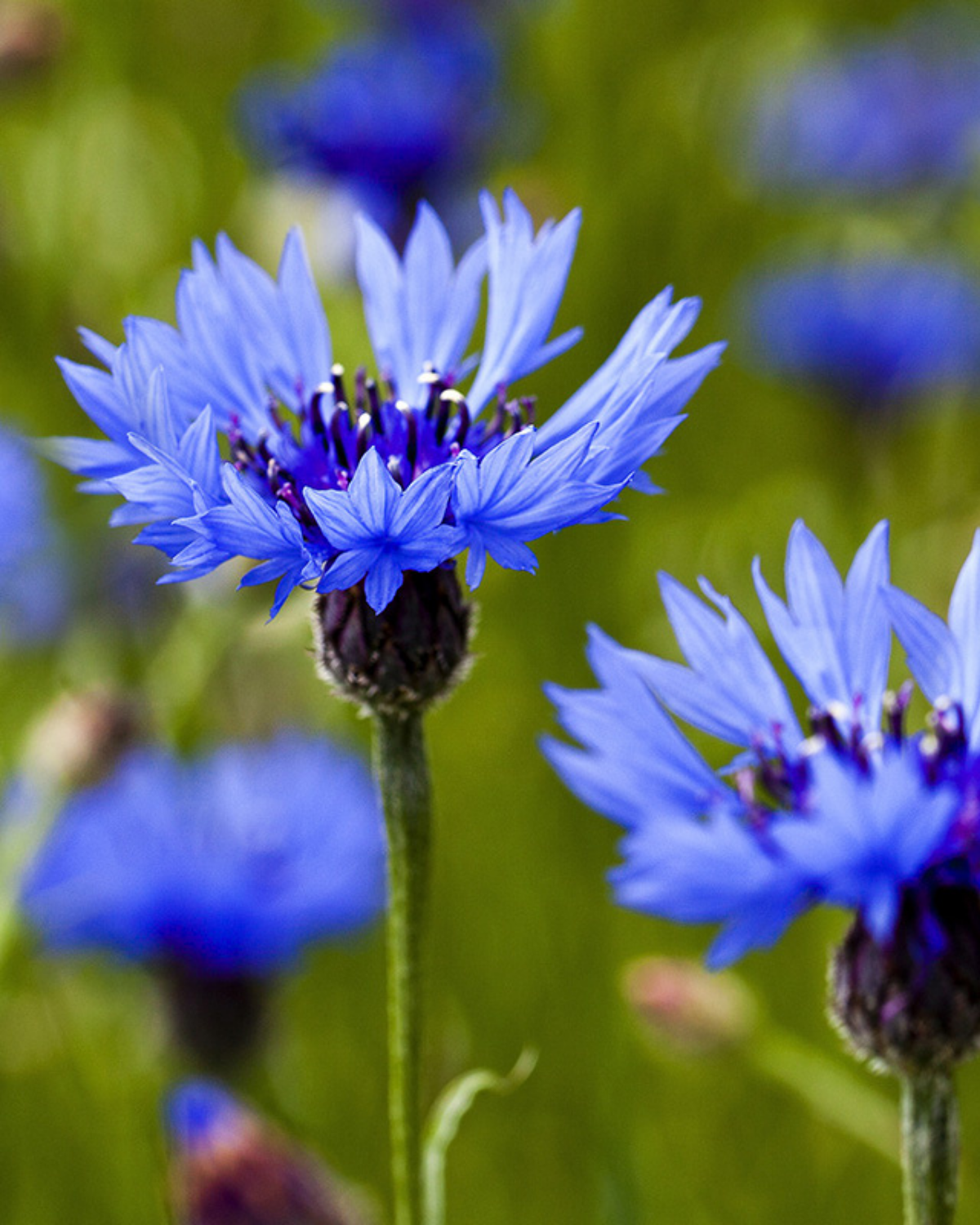 Korenbloem BIO