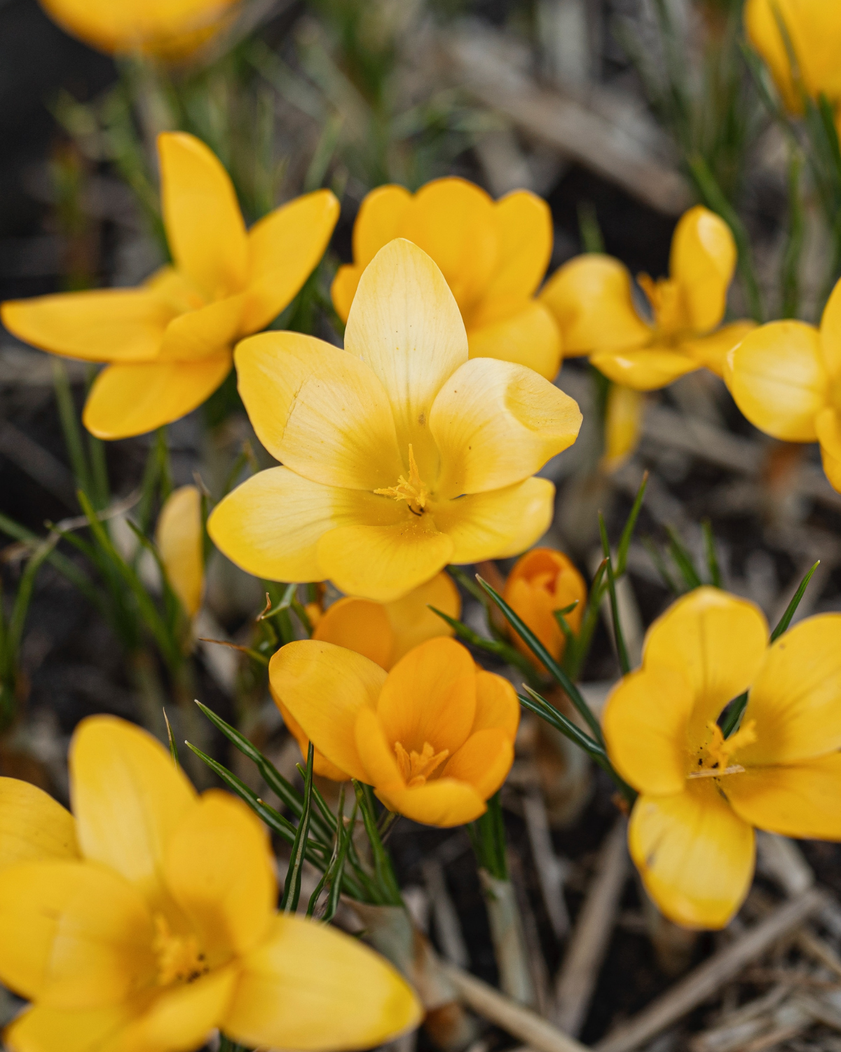Krokus 'Golden Yellow' (crocus flavus) BIO (10 stuks)