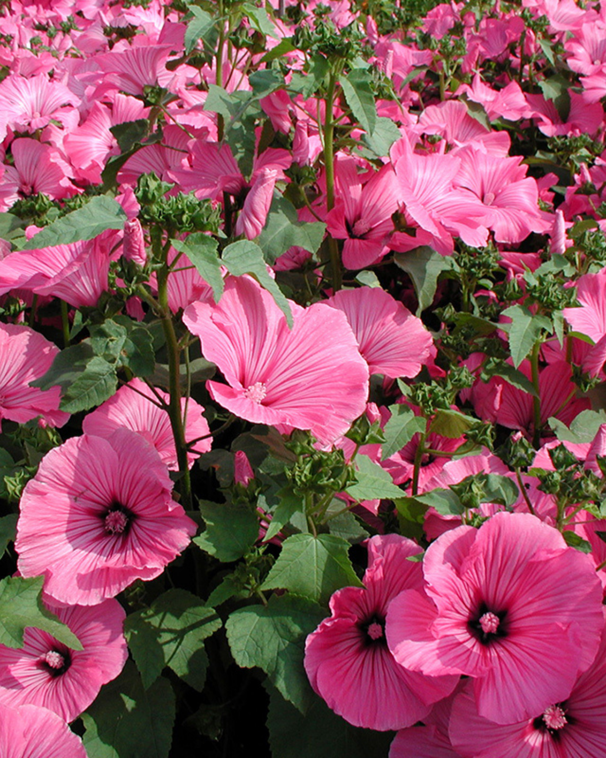 Lavatera, grootbloemig BIO