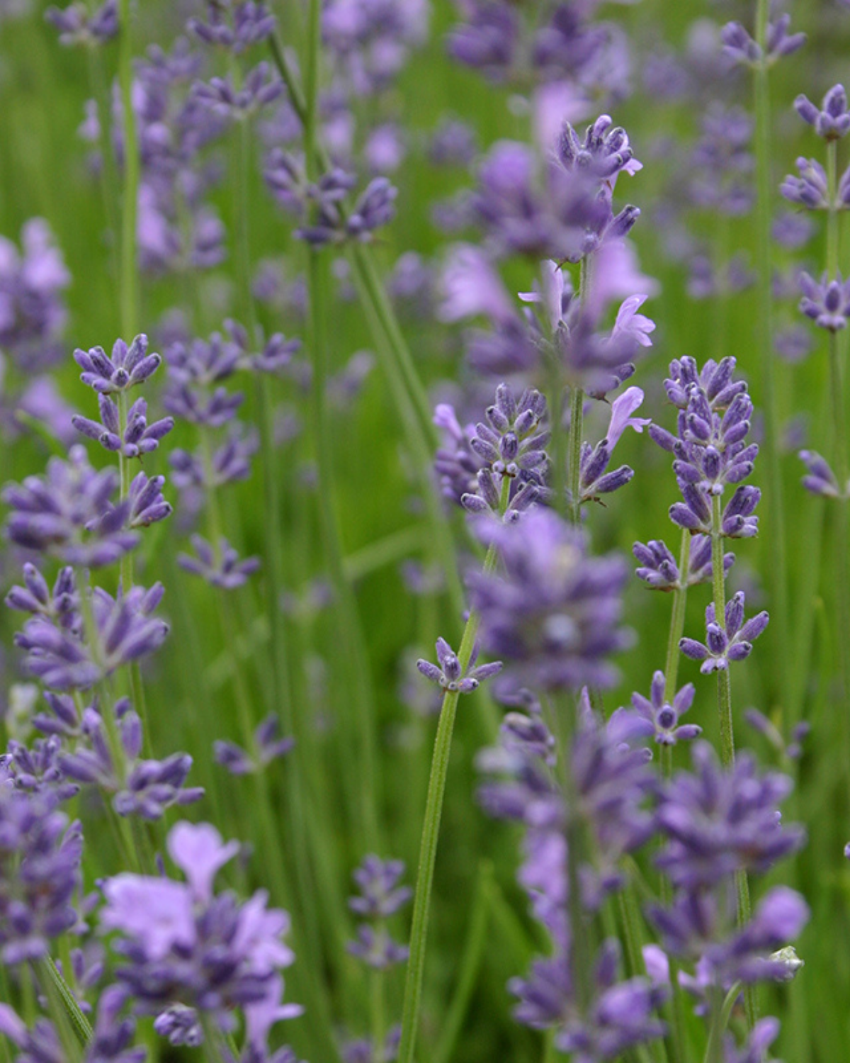 Lavendel BIO