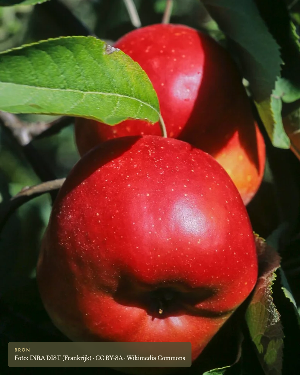 Appel 'Melrose' - appelboom De Groene Makers