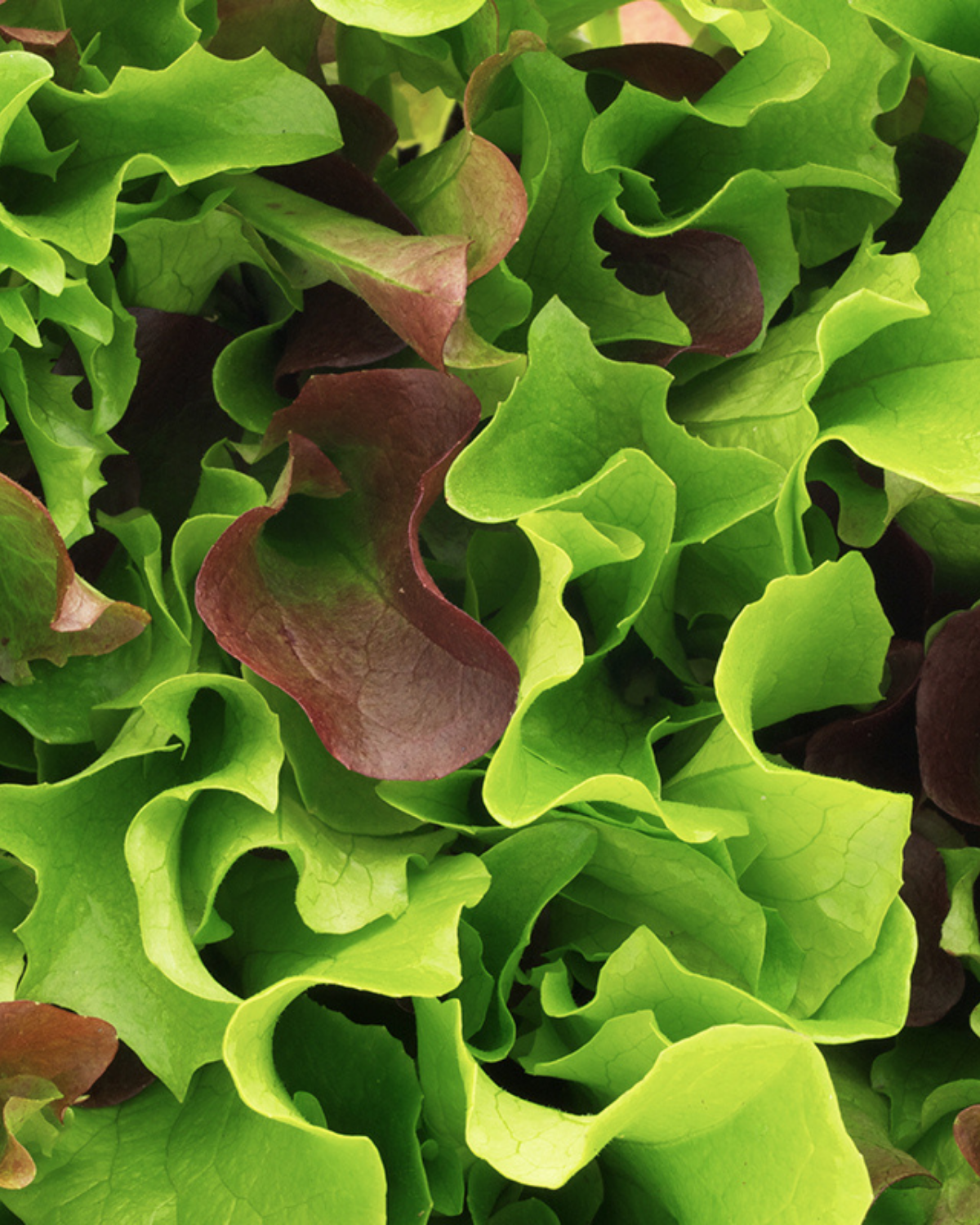 Mesclun 'Puur Sla' BIO