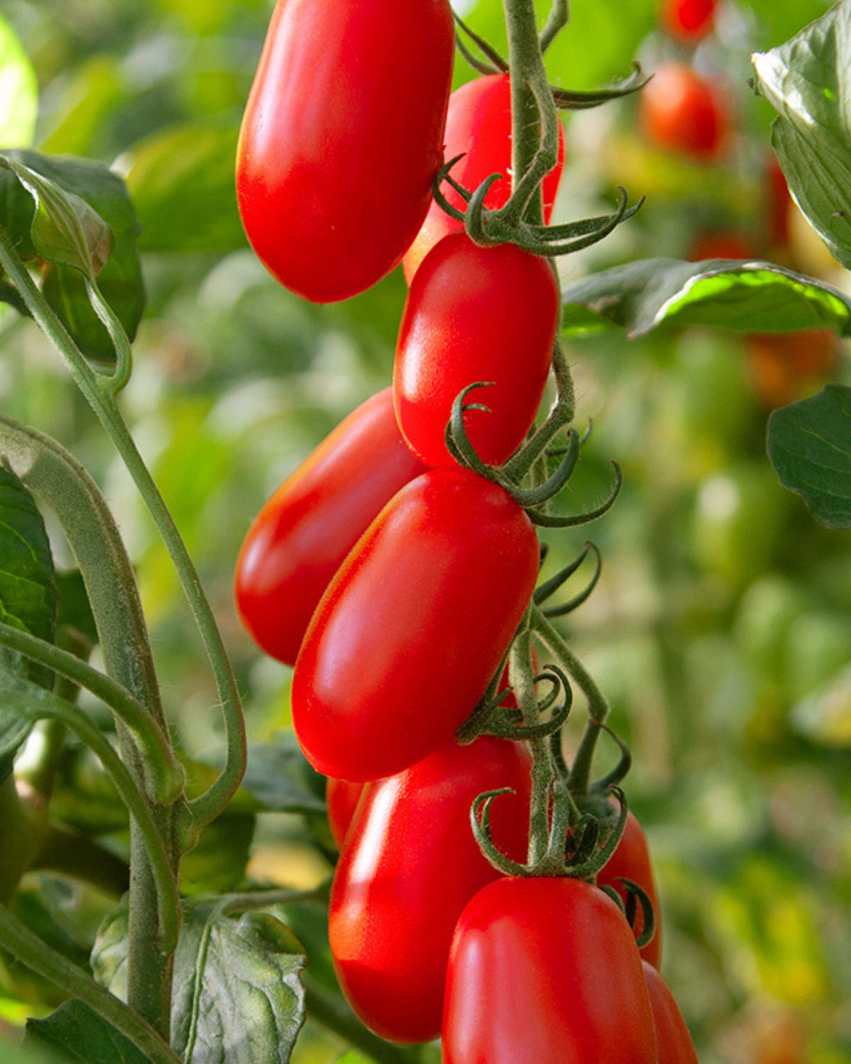 Midi San Marzano-tomaat 'Phiavita F1' BIO