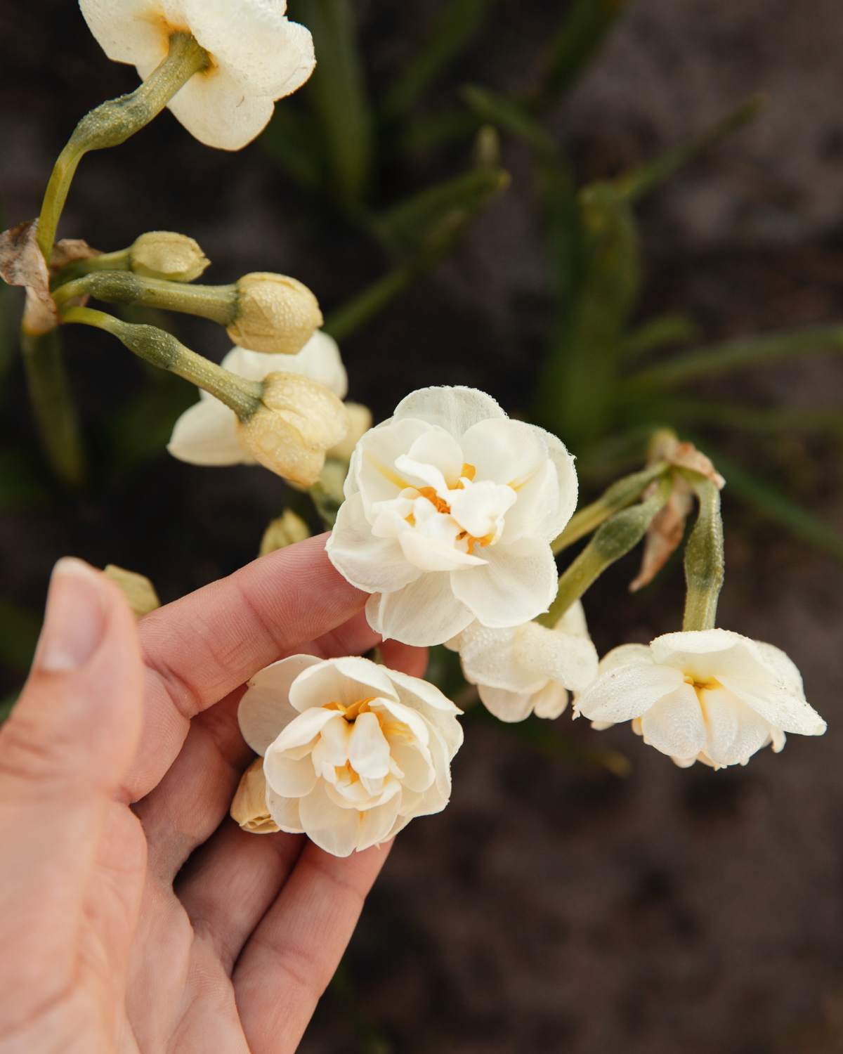 Narcis ‘Bridal Crown’ BIO (8 stuks)