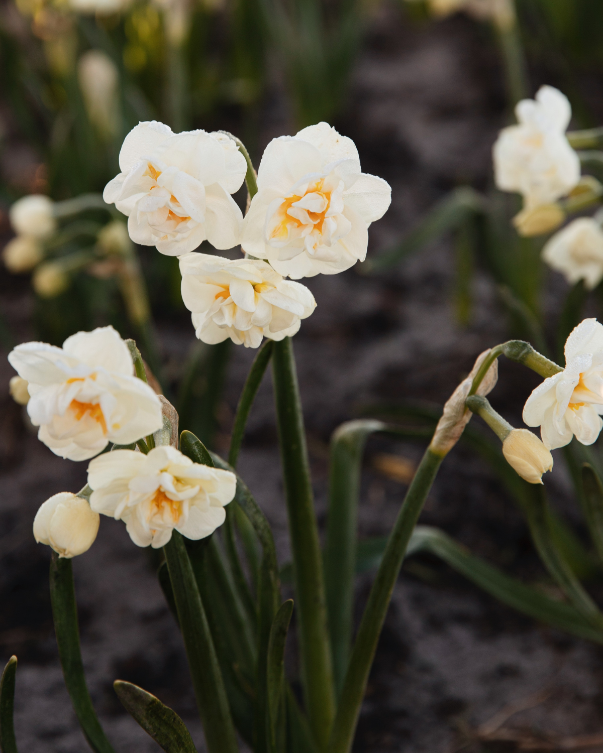 Narcissenpakket 'Geel & Room' BIO (56 stuks)
