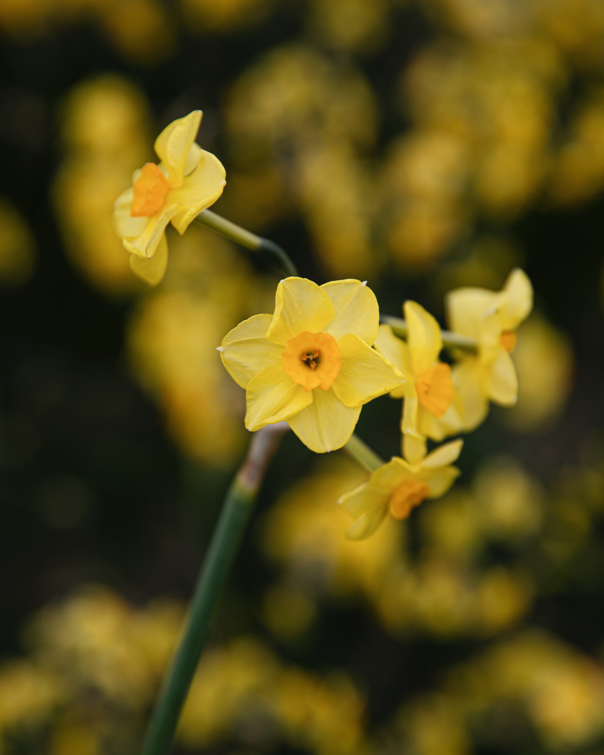Narcis ‘Martinette’ BIO (8 stuks)