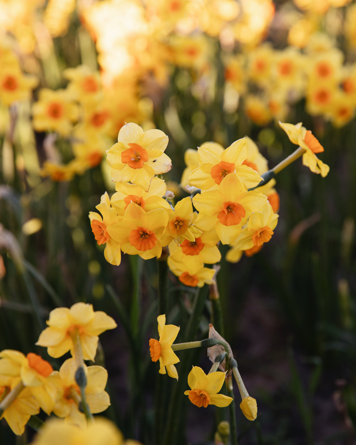 Narcis ‘Martinette’ BIO (8 stuks)