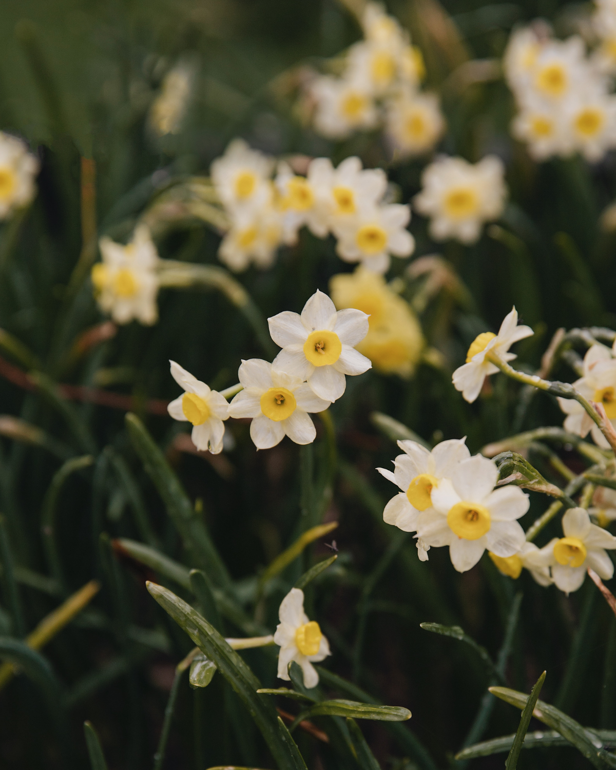 Narcis ‘Minnow’ BIO (8 stuks)