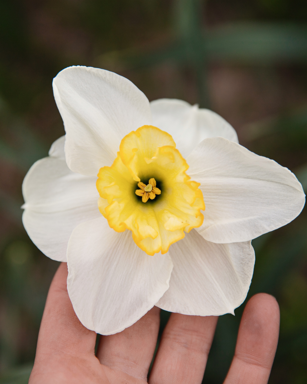 Narcis ‘Papillon Blanc’ BIO (8 stuks)