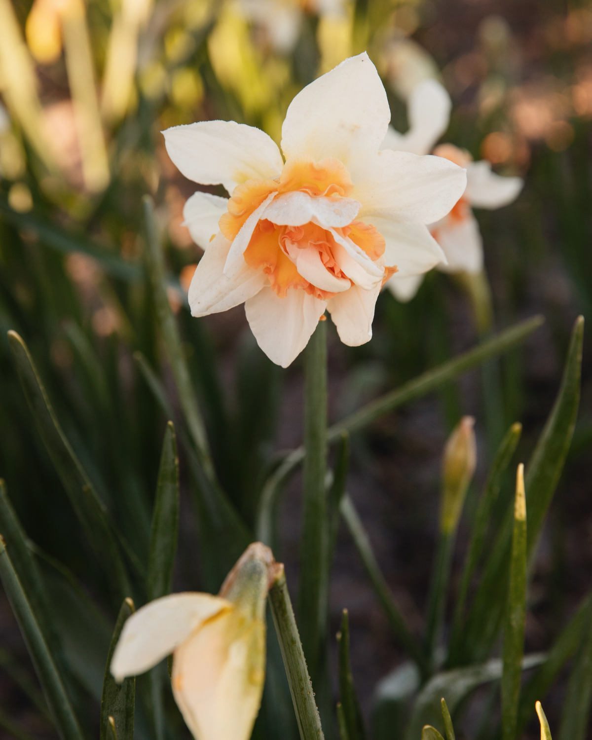 Narcis ‘Replete’ BIO (8 stuks)