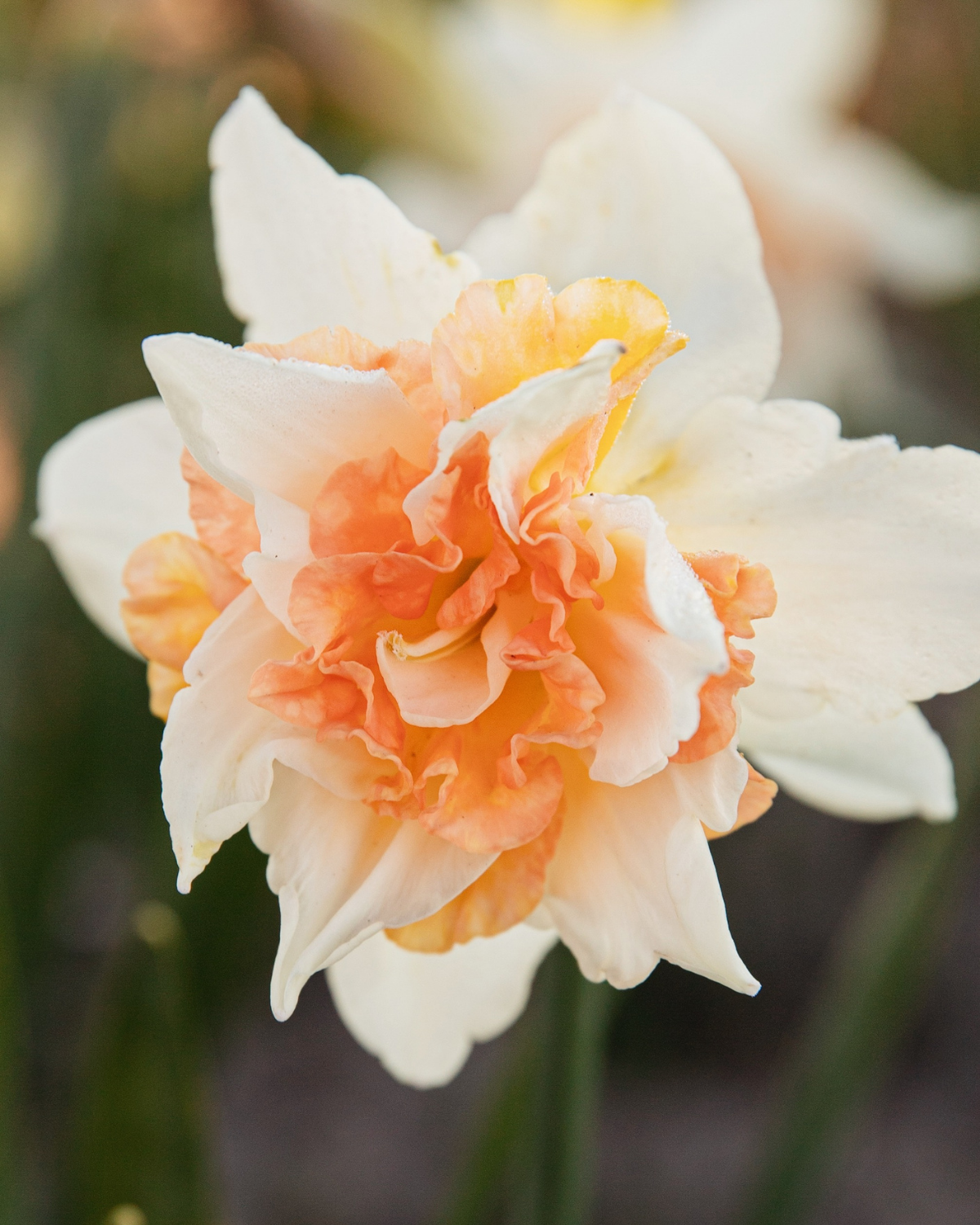 Narcis ‘Replete’ BIO (8 stuks)