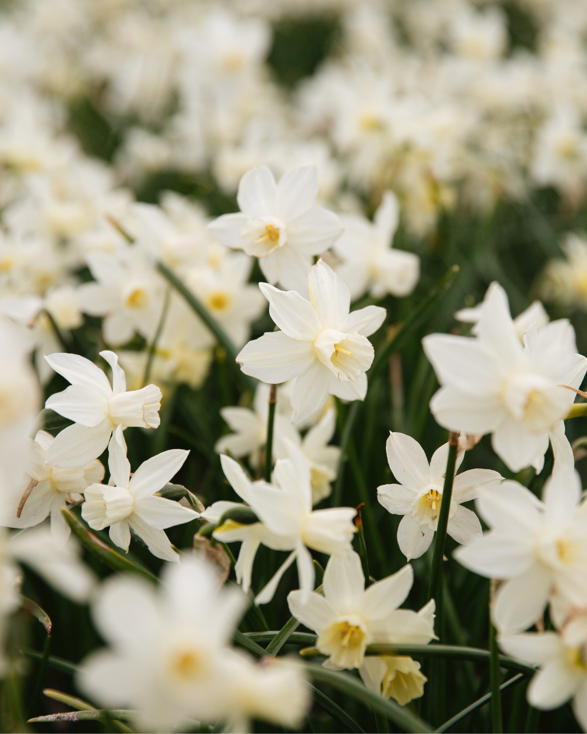 Narcis 'Sailboat' BIO (8 stuks)