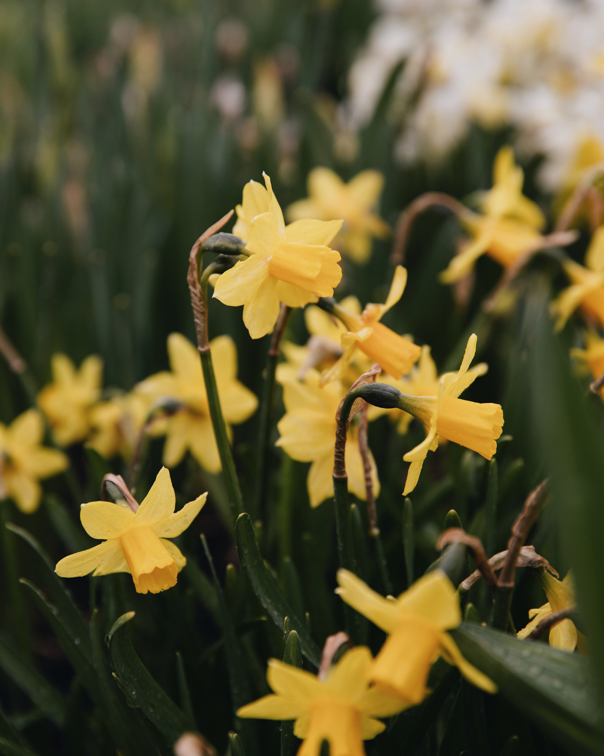 Narcis 'Tête-à-Tête' BIO (8 stuks)