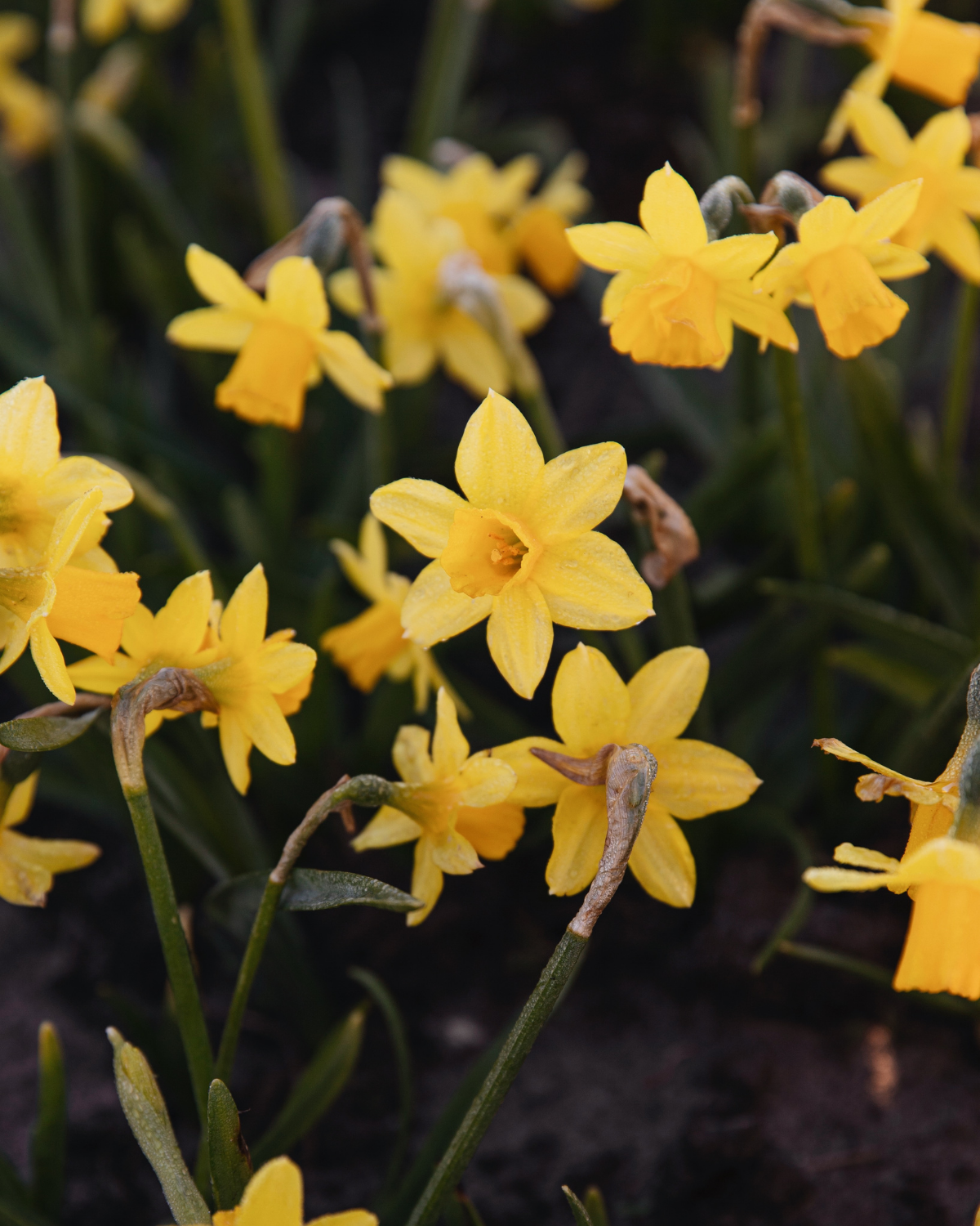 Narcissenpakket 'Geel & Room' BIO (56 stuks)