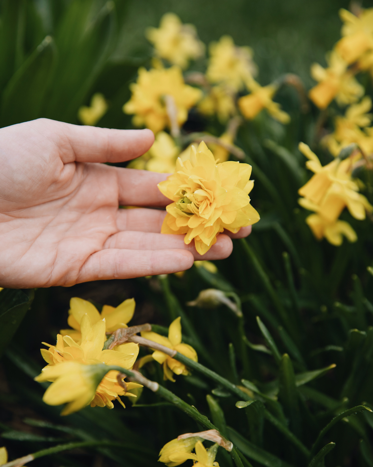 Narcis 'Tête Rosette' BIO (8 stuks)