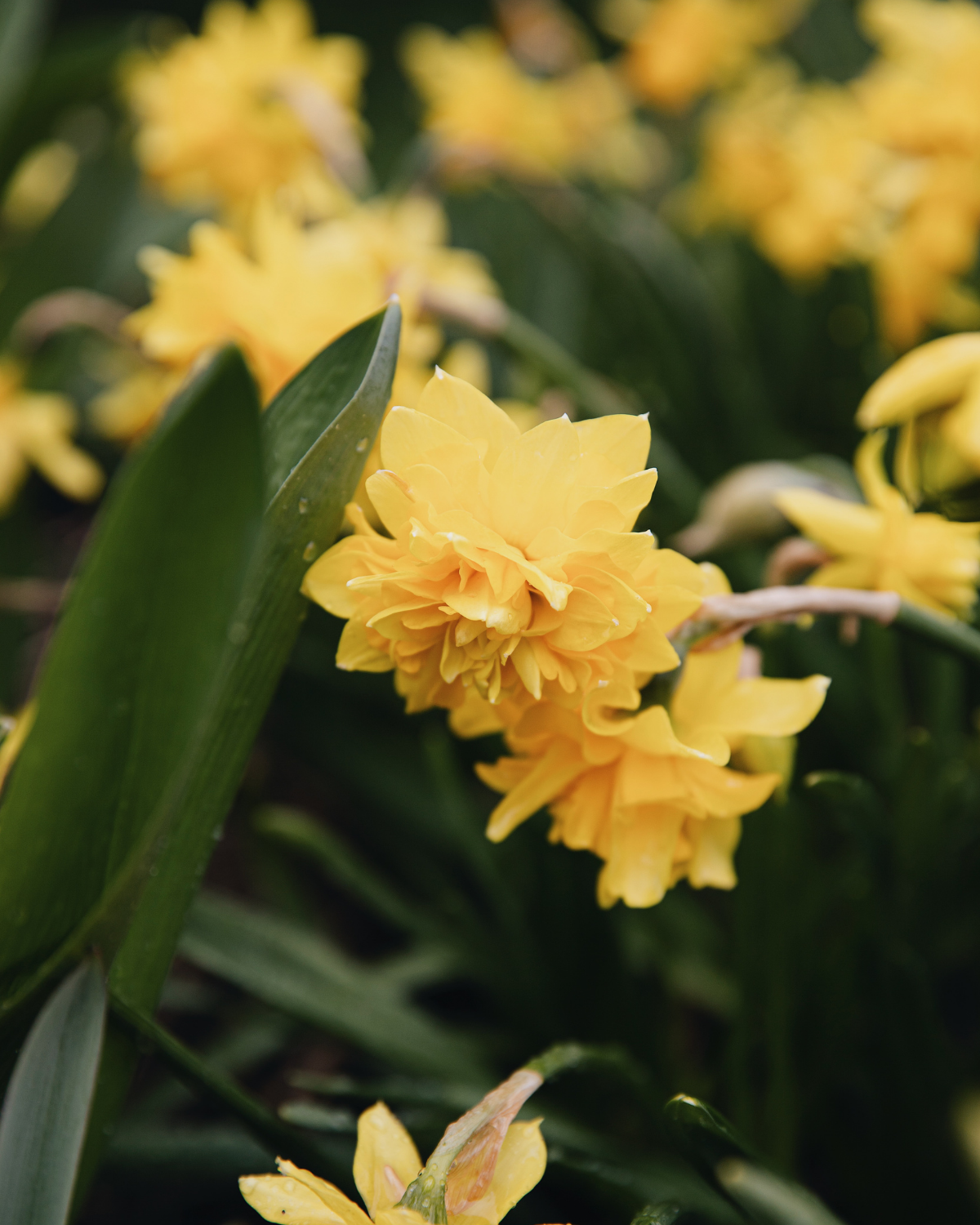 Narcis 'Tête Rosette' BIO (8 stuks)