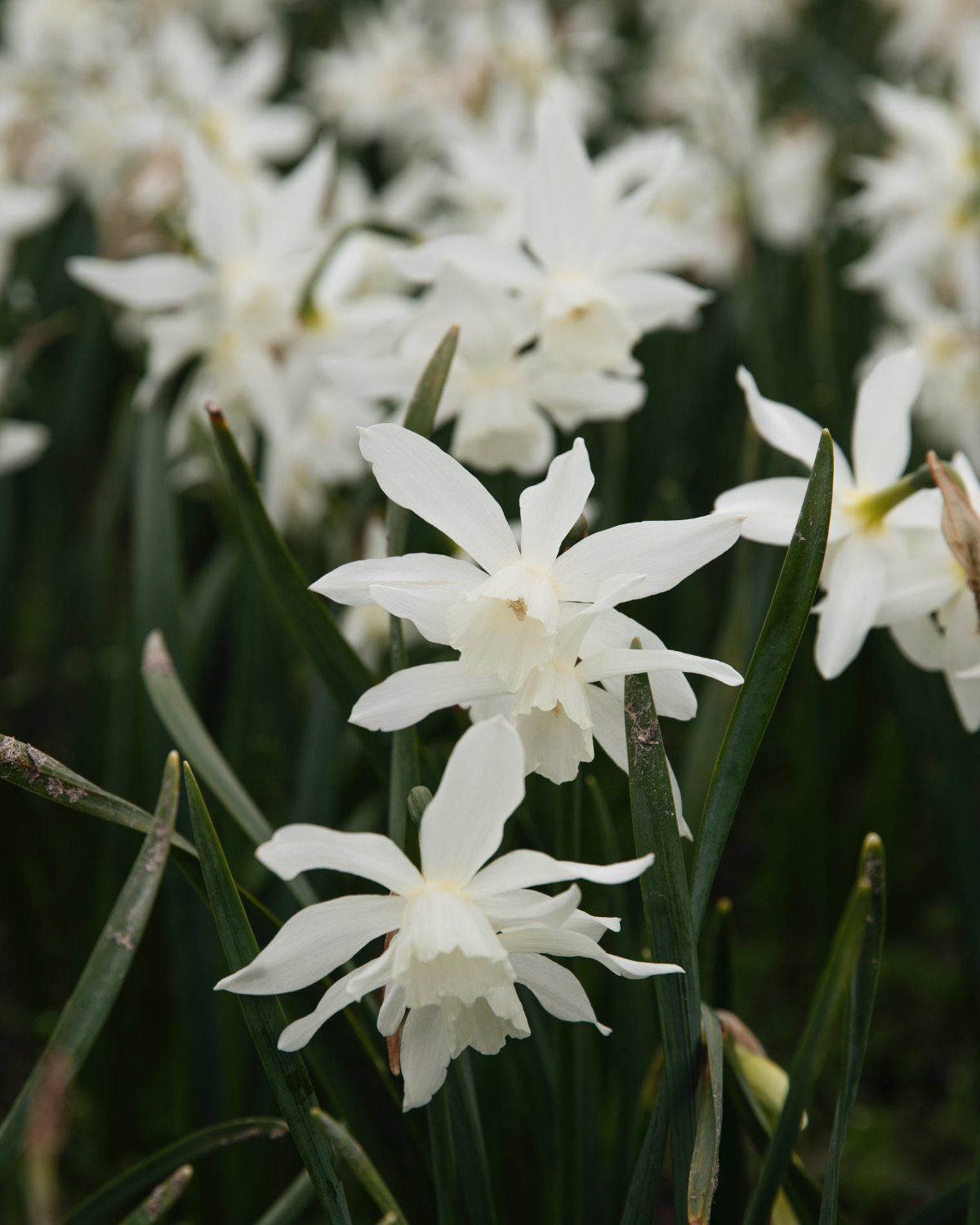 Narcis 'Thalia' BIO (8 stuks)