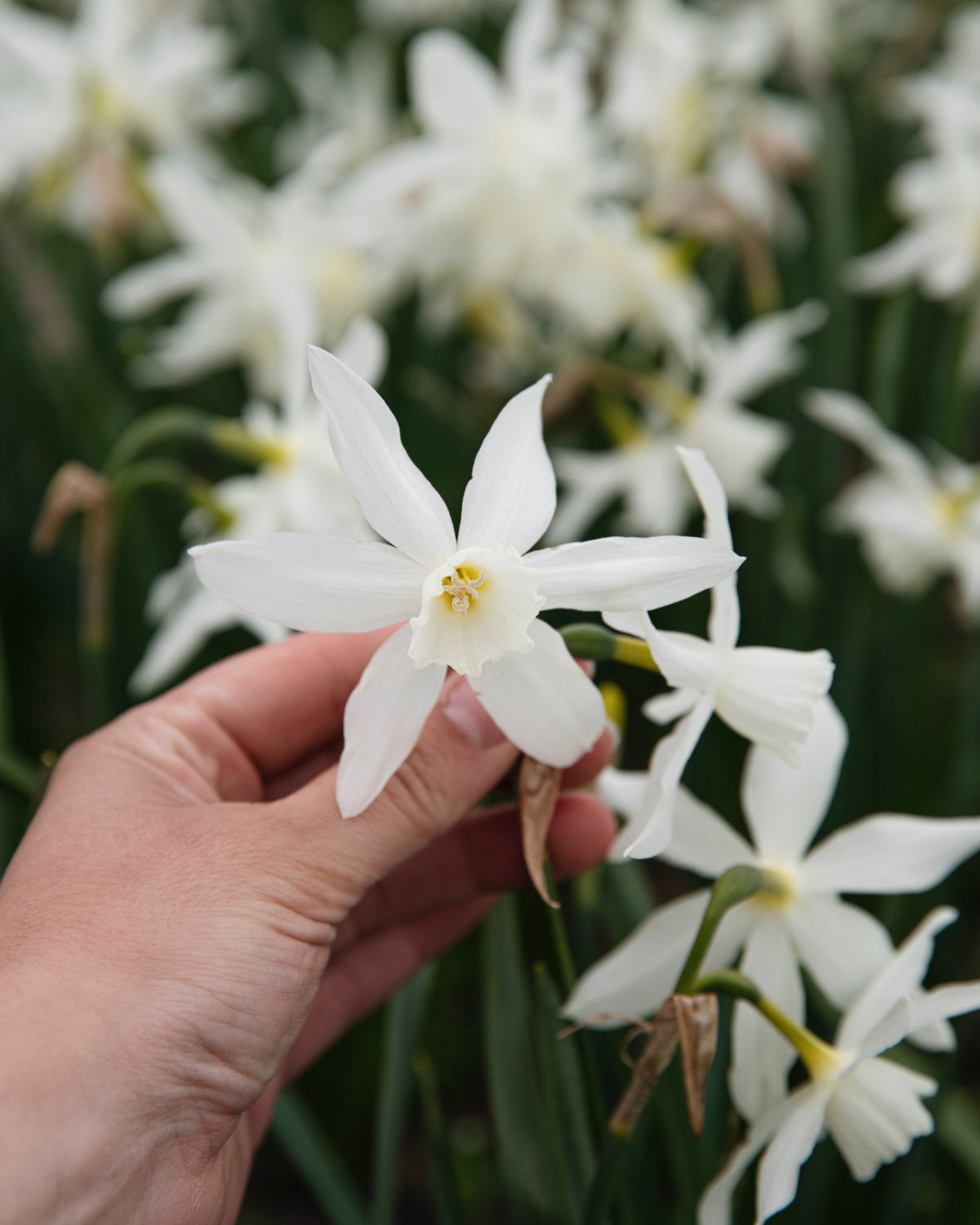 Narcis 'Thalia' BIO (8 stuks)