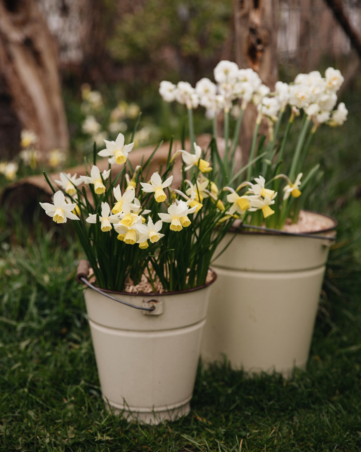 Twee emaille emmers vol bloeiende witte en gele narcissen in het gras, sfeerbeeld bij het Narcissenpakket 'Geel & Room'
