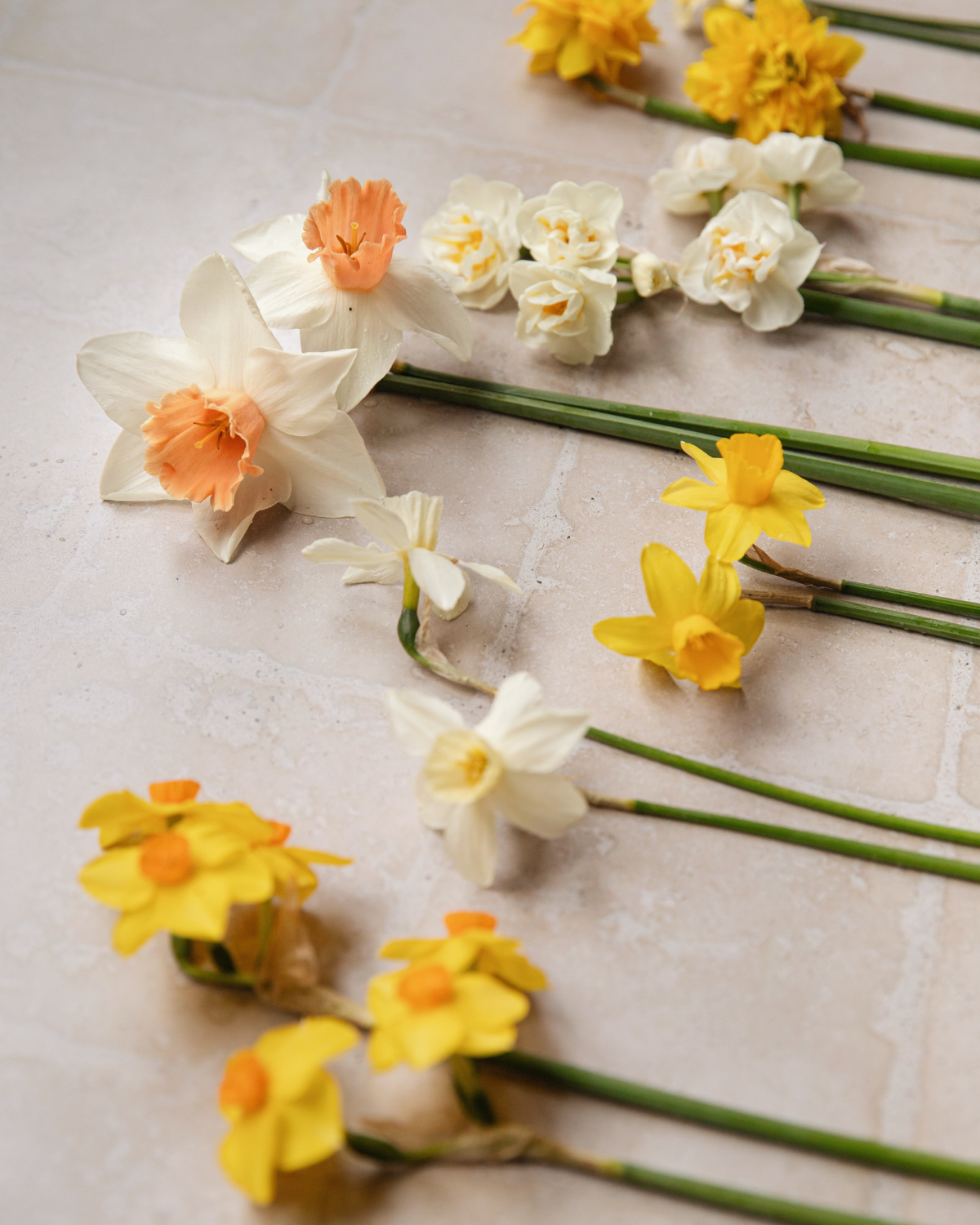 Narcissenpakket Geel & Room