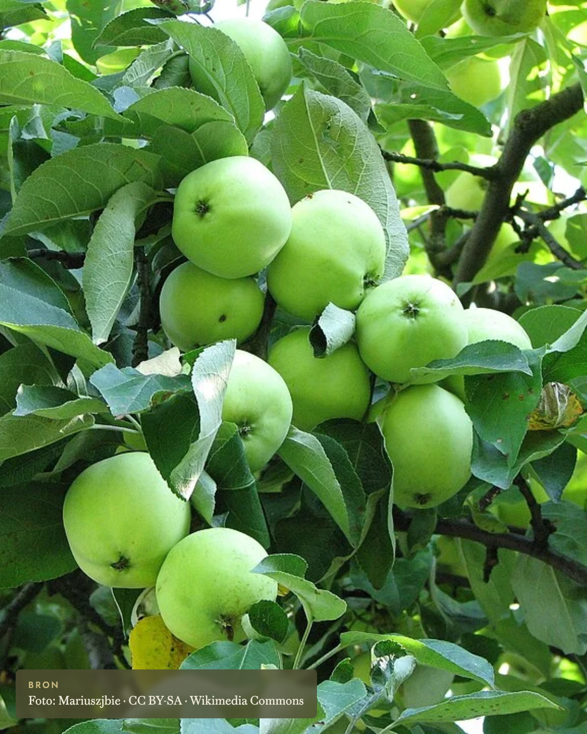 Appel 'Oogstappel' - appelboom De Groene Makers