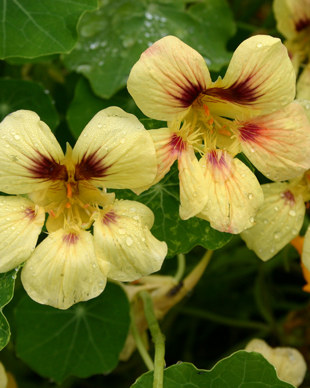 Oost-Indische kers, niet-rankend BIO
