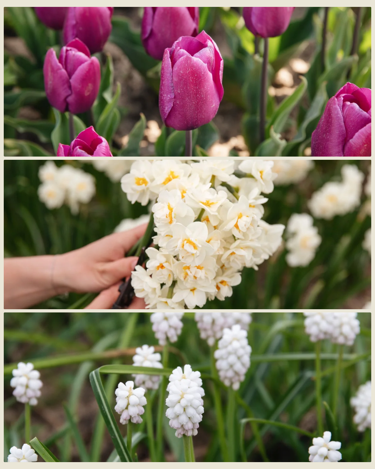 Bollenlasagne 'Cassis & Kant' met tulp Purple Prince, narcis Bridal Crown en witte druifjes Casablanca