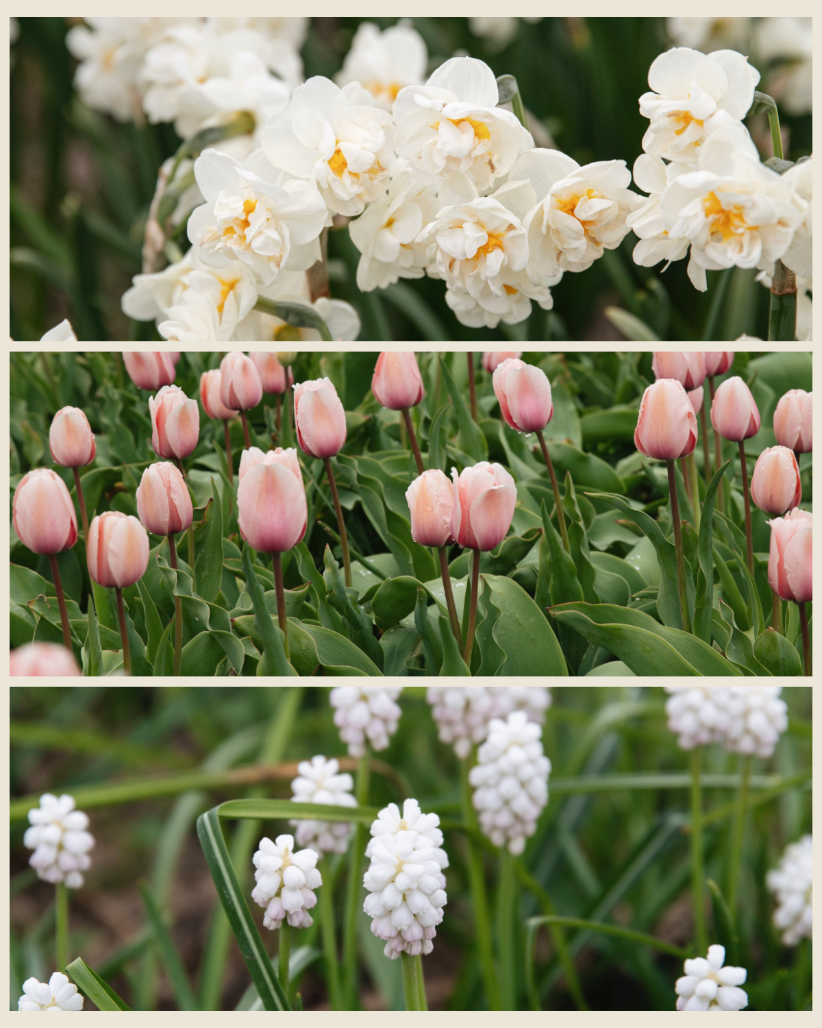 Bollenlasagne 'Room & Blos' met narcis Bridal Crown, tulp Salmon Impression en witte druifjes Casablanca